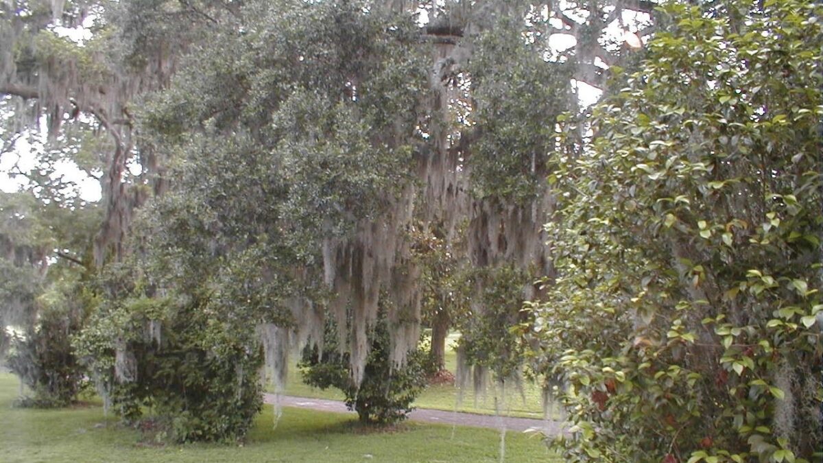 Gray Spanish moss hangs from the branches of old live oak trees above a green lawn and a garden path.