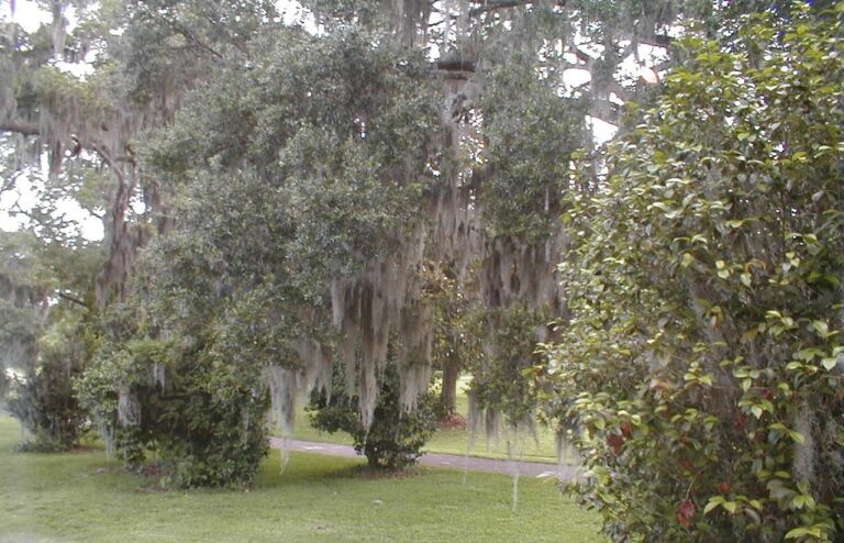 Gray Spanish moss hangs from the branches of old live oak trees above a green lawn and a garden path.