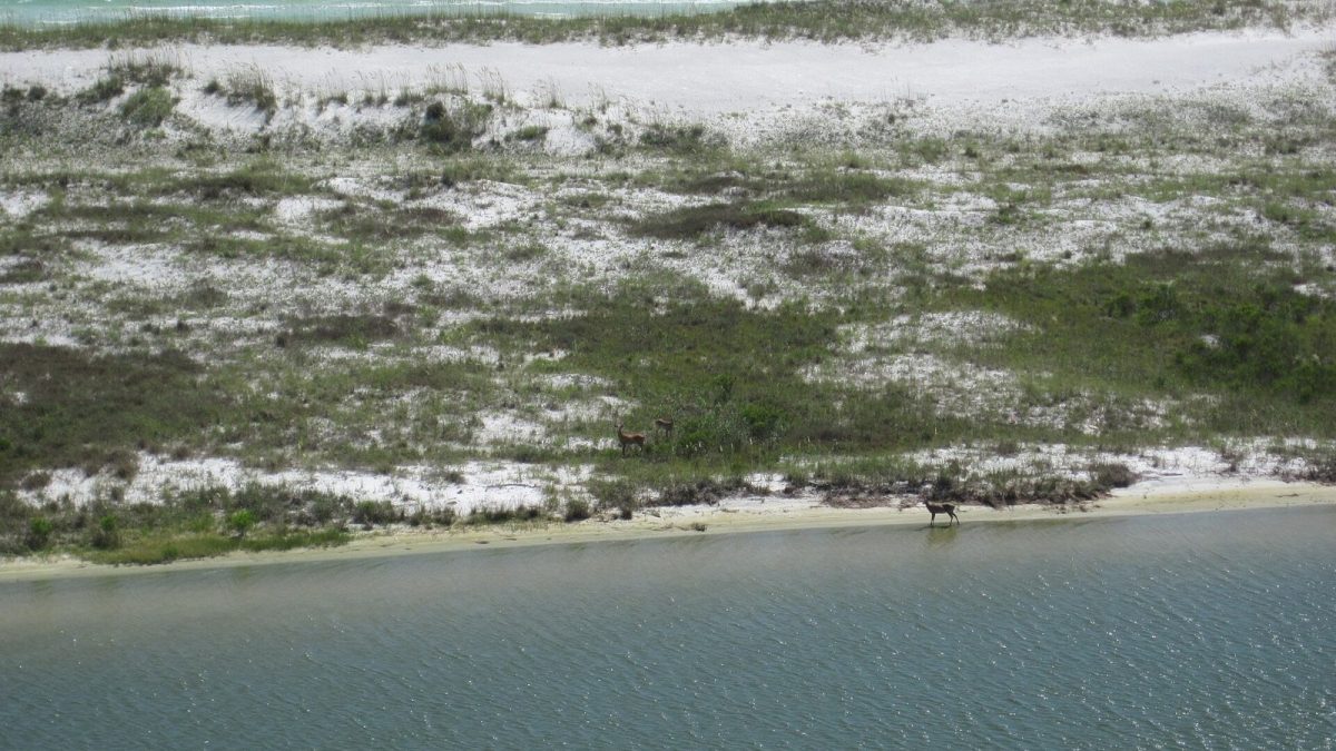 July 28, 2010, Panama City, FL - Three deer were spotted during an aerial survey on a peninsula located on Tyndall Air…