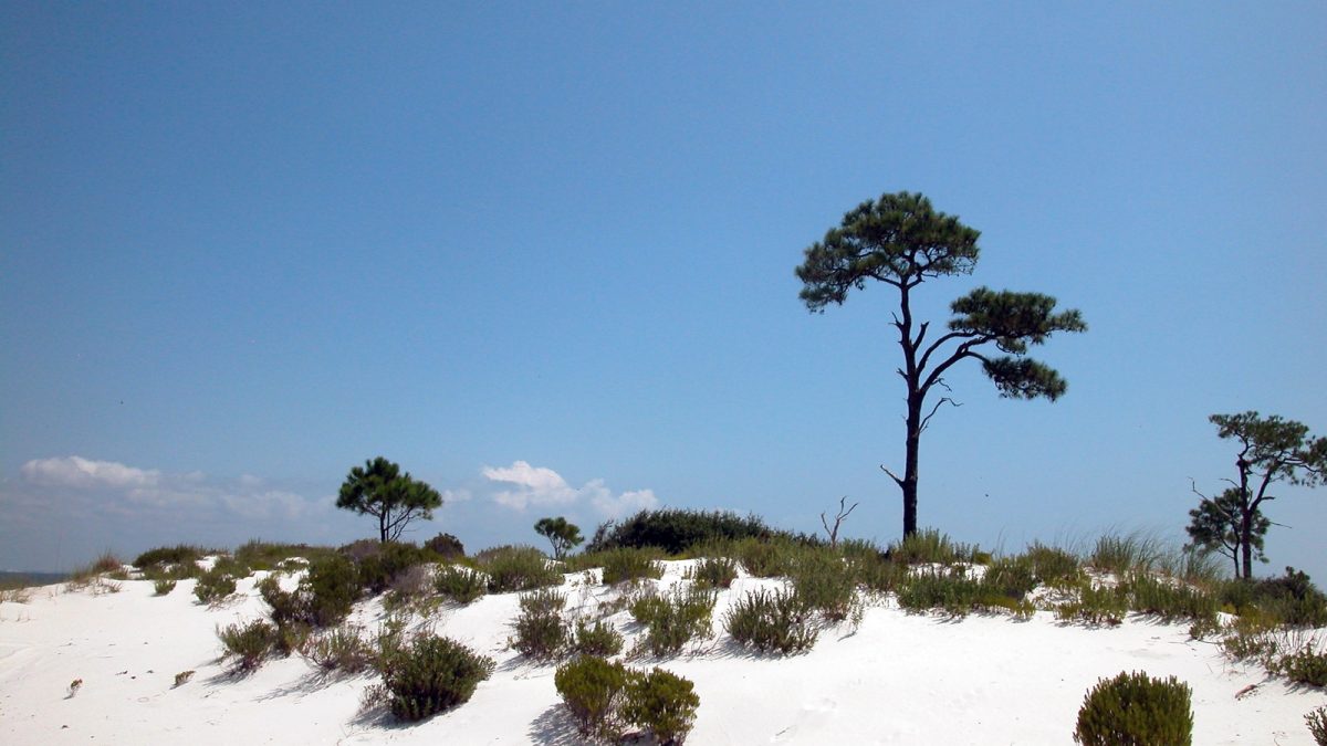 A white sand dune dotted with shrubs and tall pines under a clear blue sky on a sunny day.