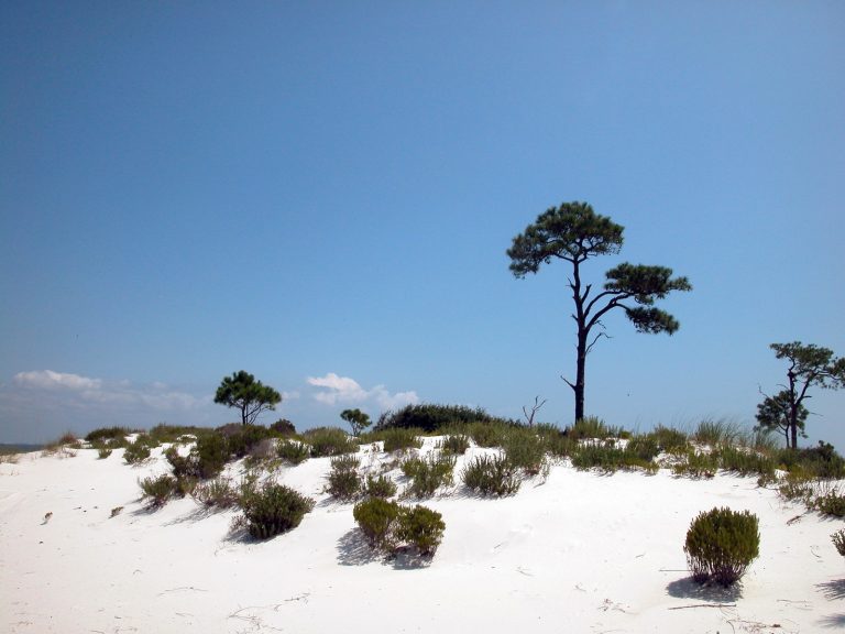 A white sand dune dotted with shrubs and tall pines under a clear blue sky on a sunny day.