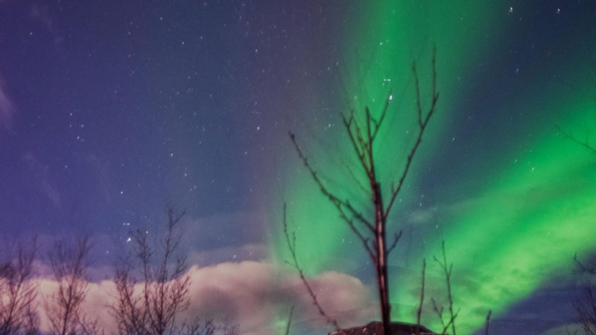 Green and violet northern lights over bare branches and a dark hill in Iceland